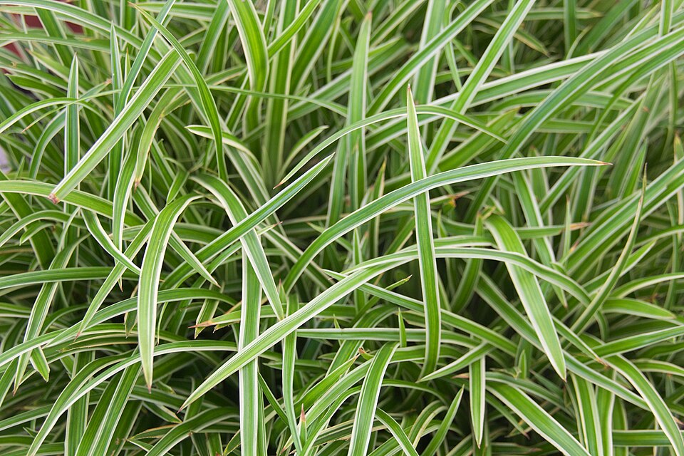 Carex 'Ice Dance' (Ice Dance Sedge) (alternate view 4)
