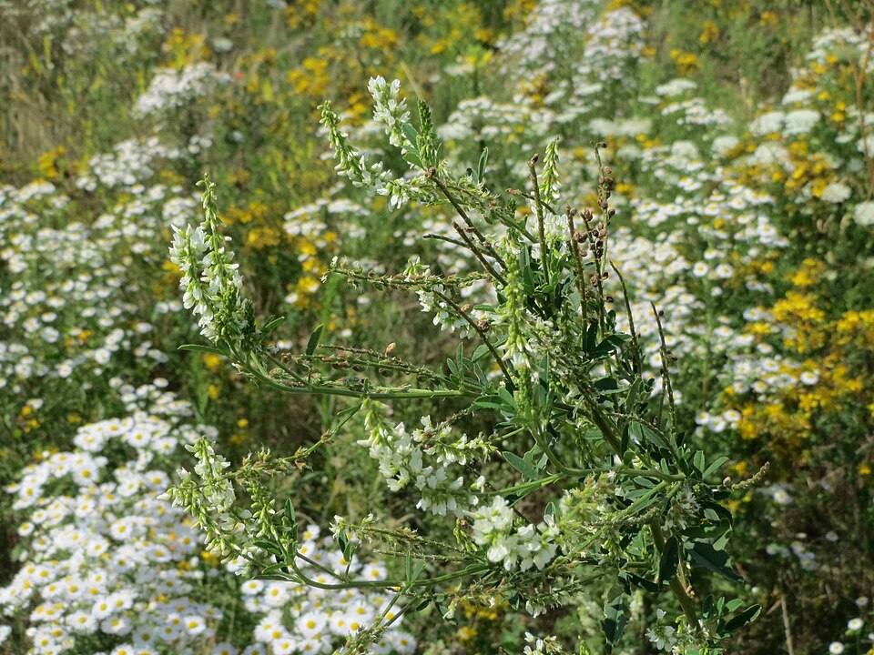 Melilotus albus (White Sweetclover)