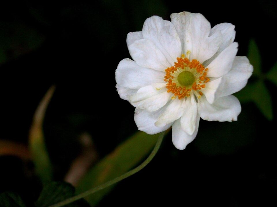 Anemone x hybrida (Japanese anemone)