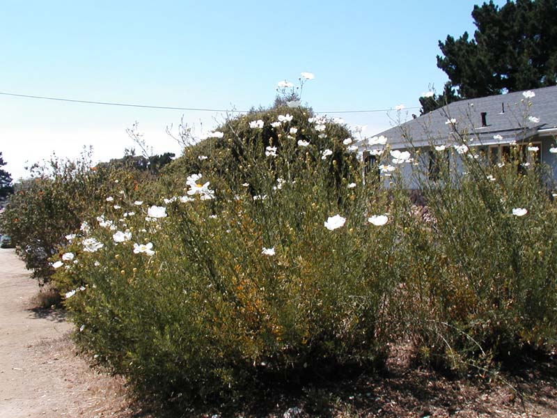 Romneya coulteri (Matilija poppy) (alternate view 6)