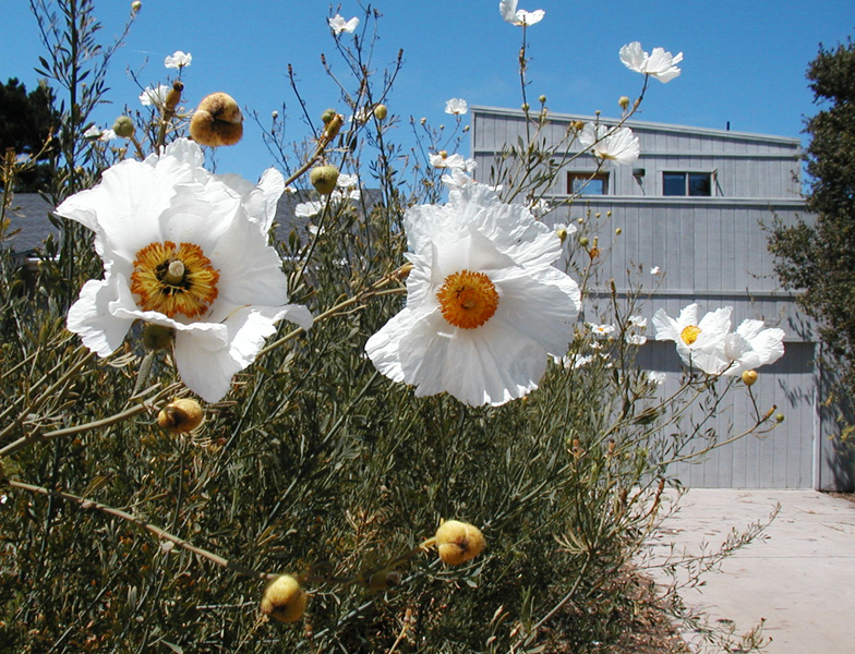 Romneya coulteri (Matilija poppy) (alternate view 7)