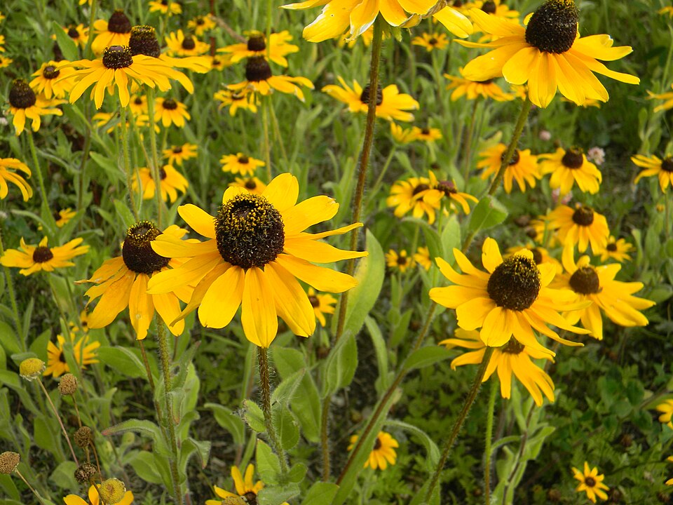 Echinacea (coneflowers) (alternate view 5)