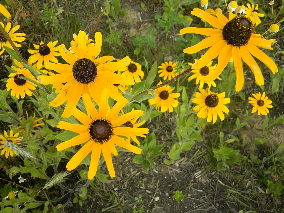 Echinacea (coneflowers) (alternate view 6)