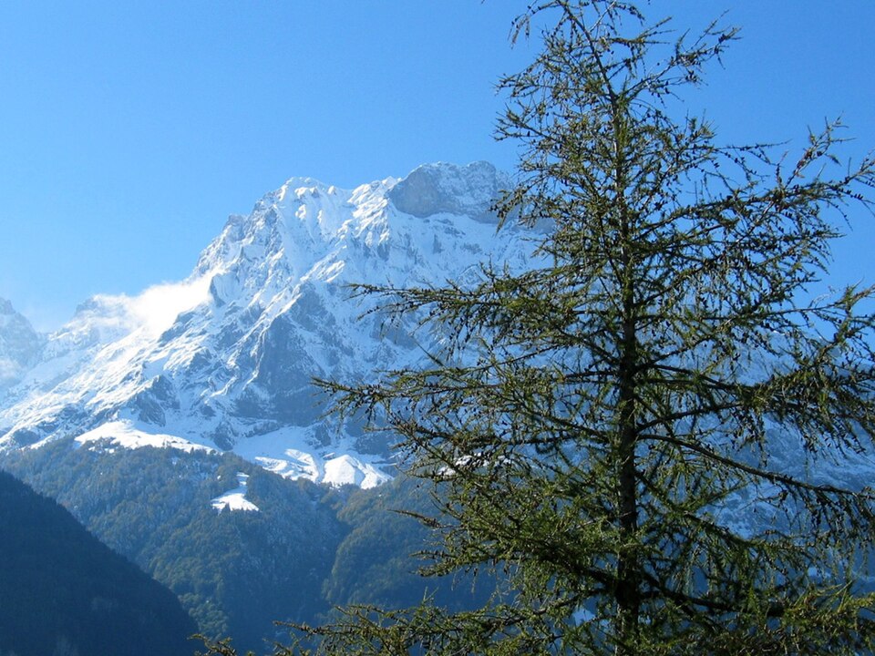 Larix decidua (European Larch) (alternate view 5)