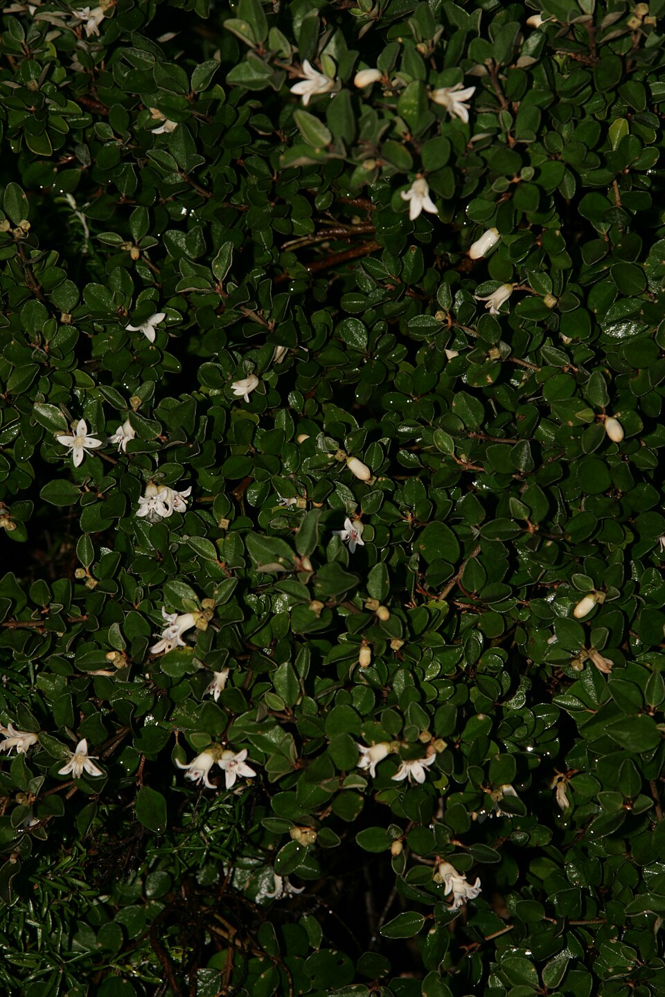 Correa alba (White Correa) (alternate view 9)