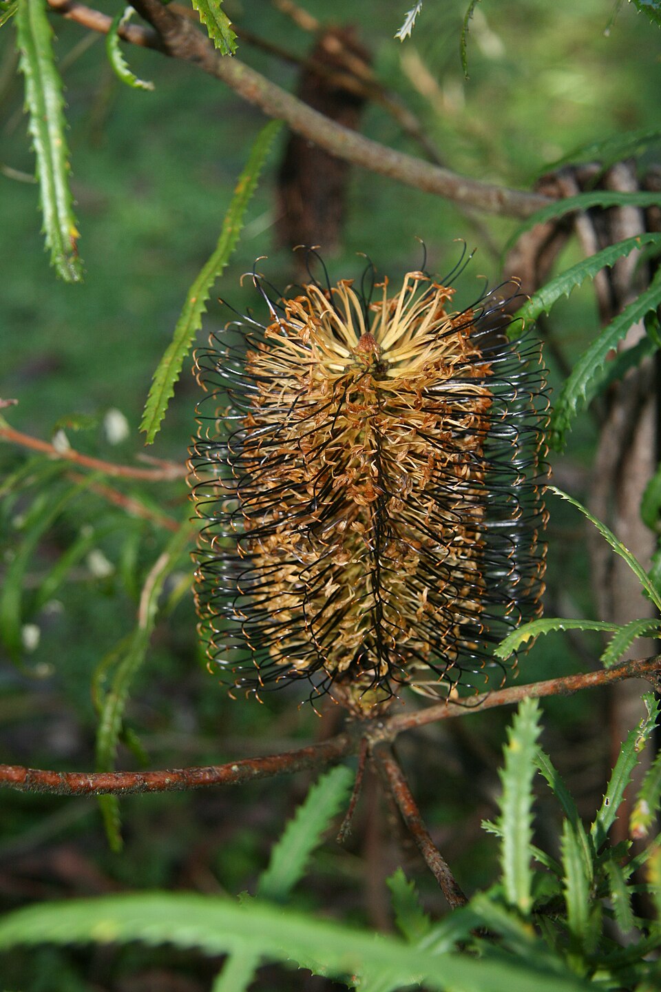Banksia cunninghamii