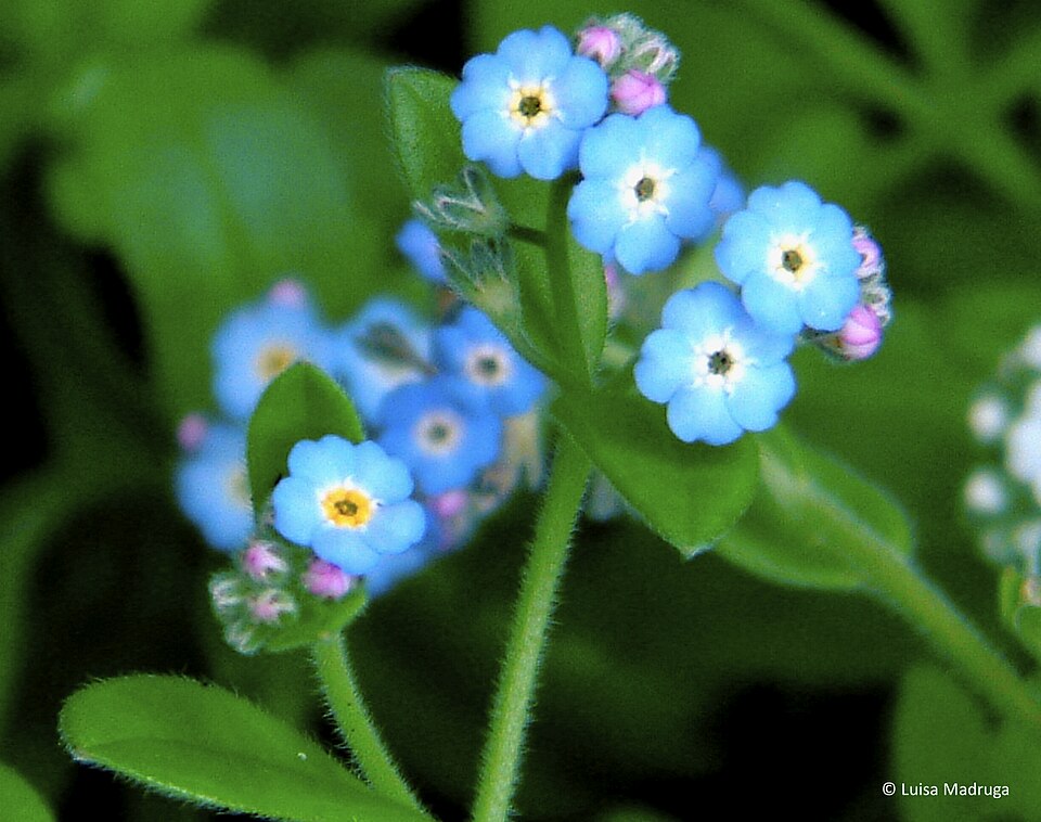 Myosotis latifolia (broadleaf forget-me-not) (alternate view 7)
