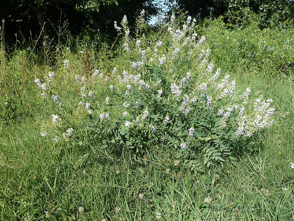 Galega officinalis (common milkpea)