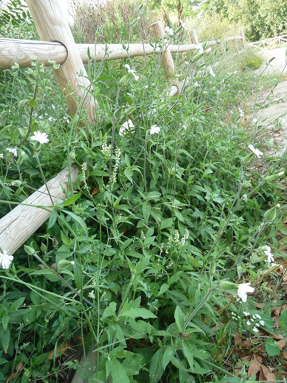Silene (Catchflies) (alternate view 3)