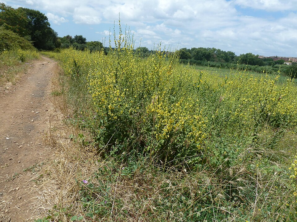 Verbascum (mulleins) (alternate view 3)