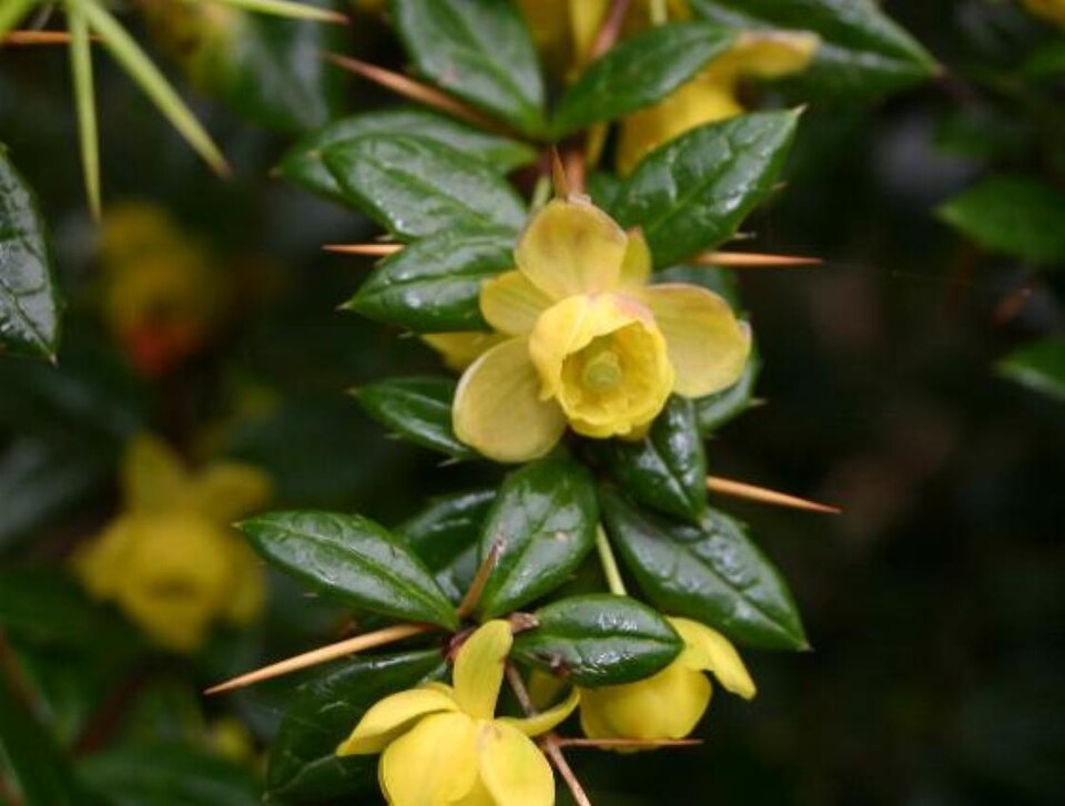 Berberis verruculosa (Warty barberry) (alternate view 9)