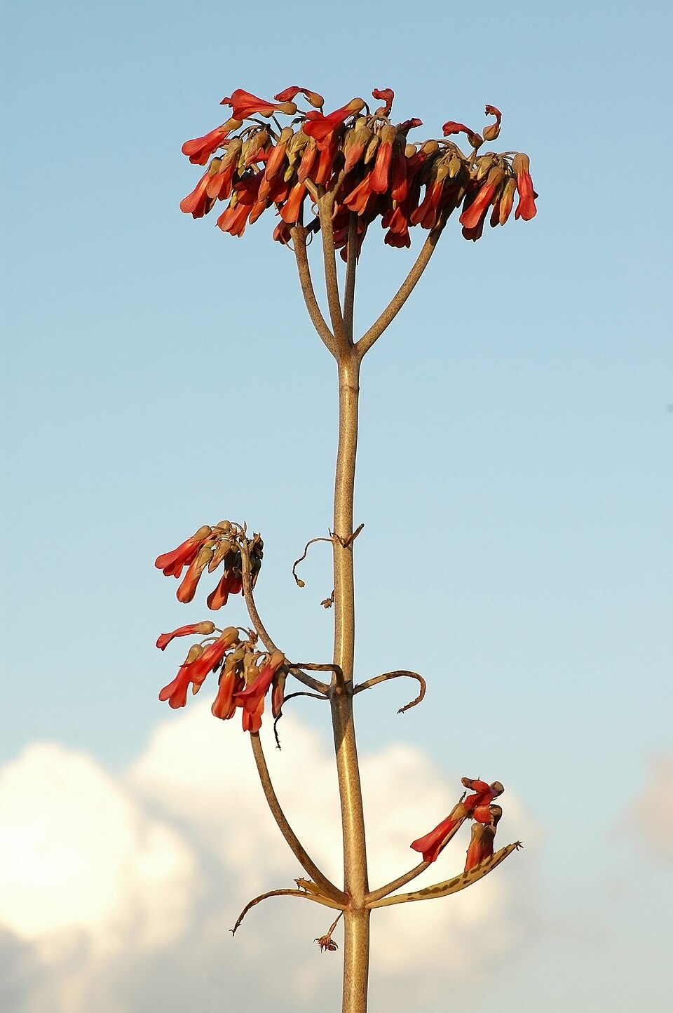Kalanchoe × houghtonii (Alligator plant) (alternate view 3)