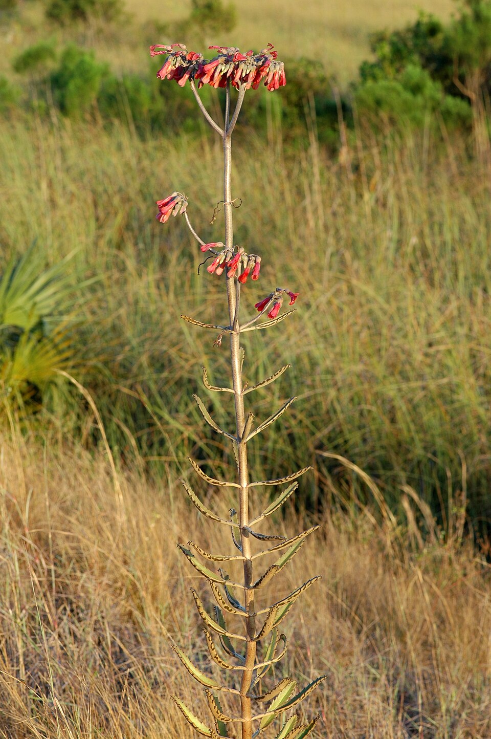 Kalanchoe × houghtonii (Alligator plant) (alternate view 4)