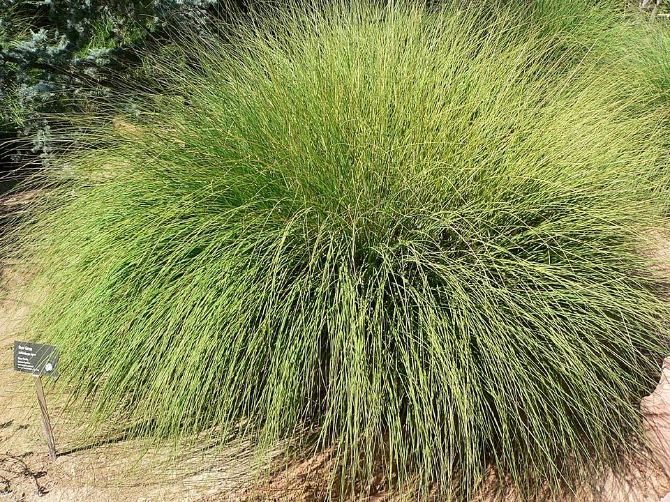 Muhlenbergia rigens (deergrass) (alternate view 2)