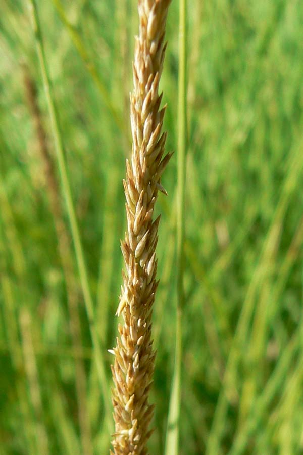 Muhlenbergia rigens (deergrass) (alternate view 3)