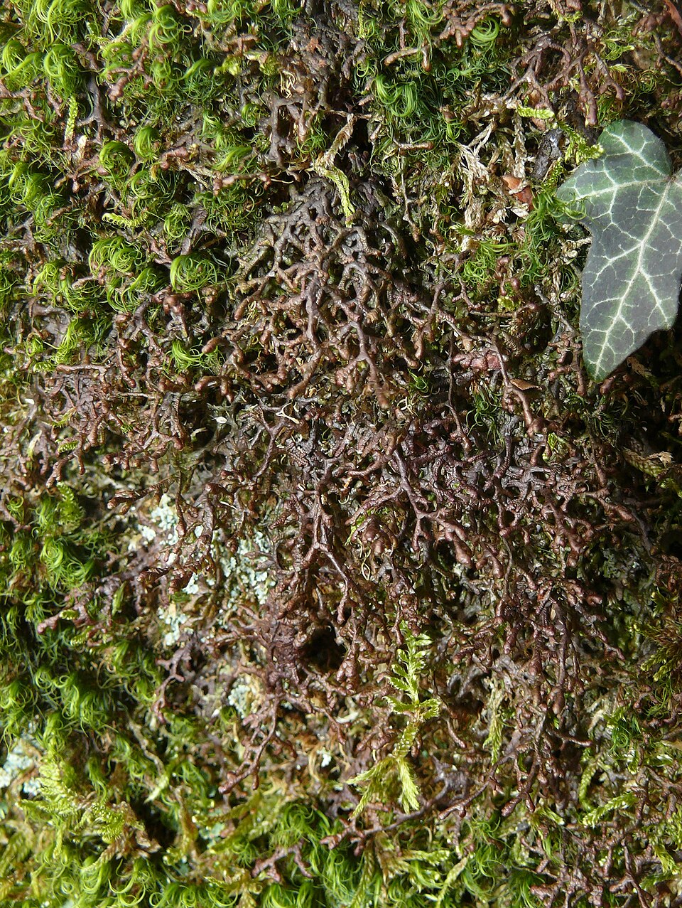 Frullania tamarisci (Tamarisk Scalewort) (alternate view 5)