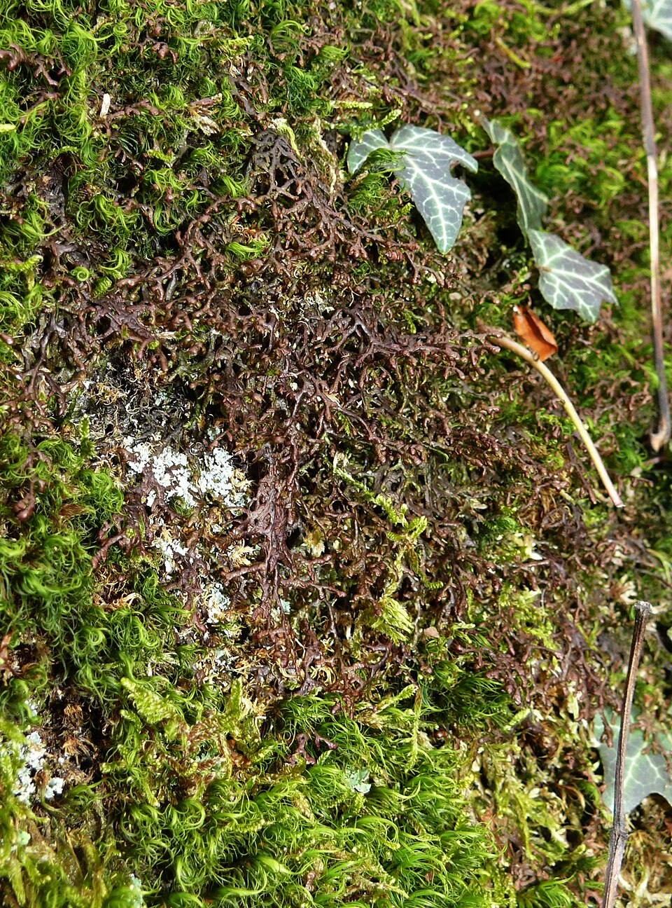 Frullania tamarisci (Tamarisk Scalewort) (alternate view 6)
