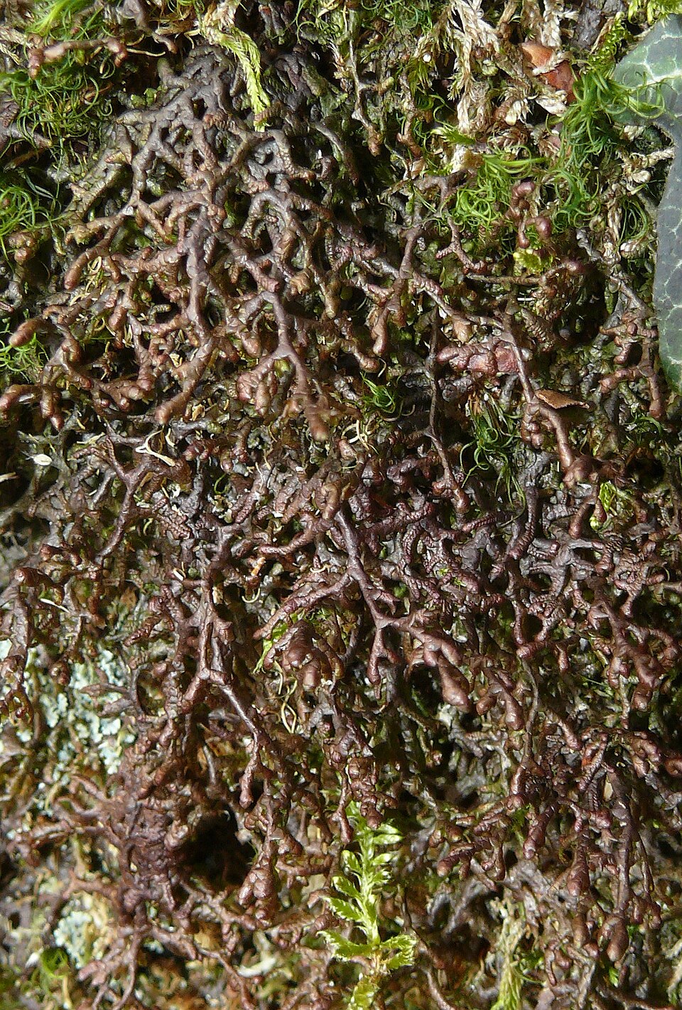 Frullania tamarisci (Tamarisk Scalewort) (alternate view 7)
