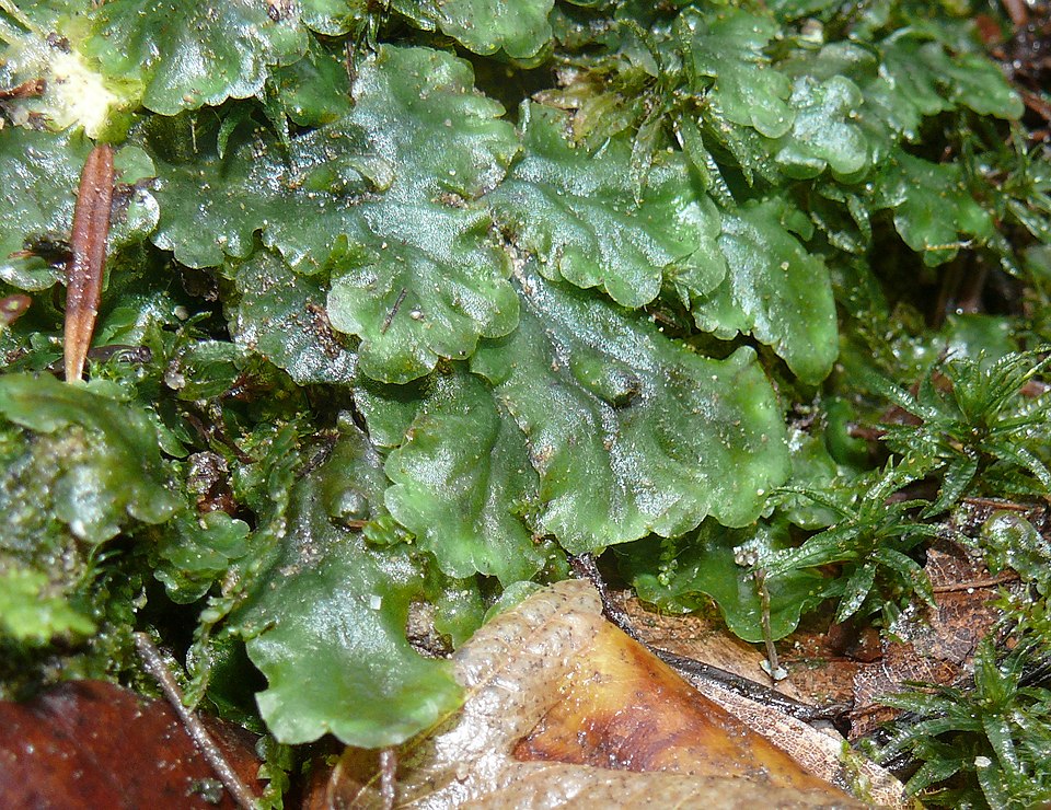 Pellia epiphylla (common pellia)