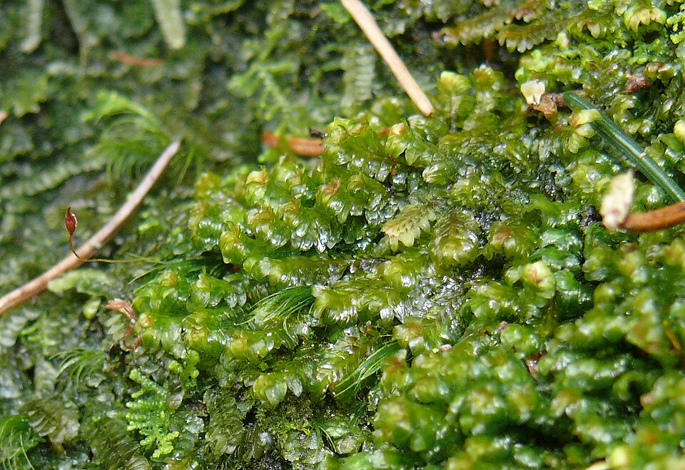 Diplophyllum albicans (White Earwort)