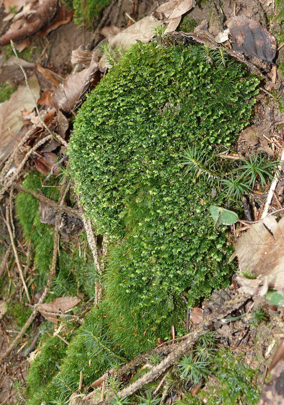 Diplophyllum albicans (White Earwort)
