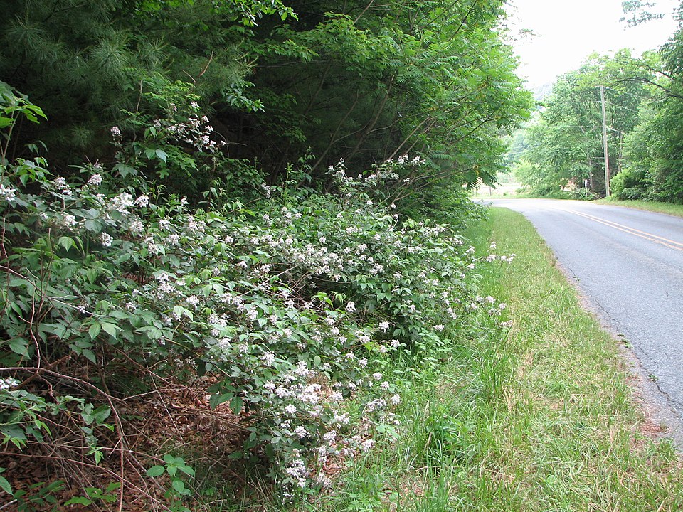 Rubus ulmifolius (elmleaf blackberry)