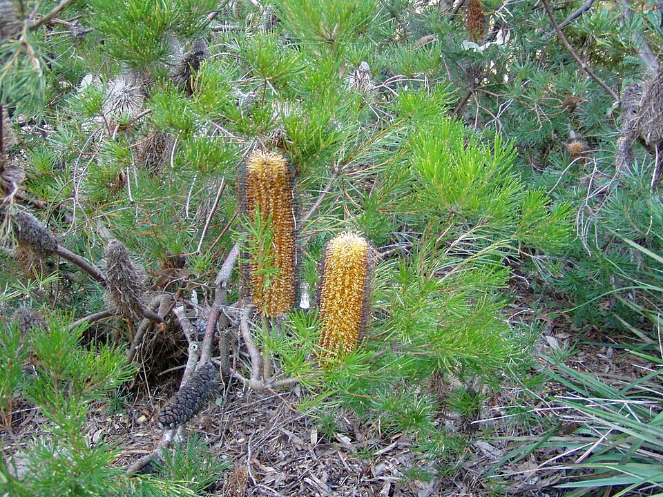 Banksia spinulosa (Hairpin Banksia)