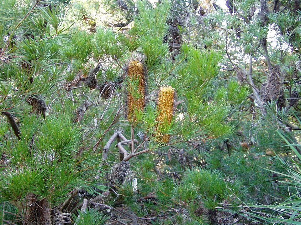 Banksia spinulosa (Hairpin Banksia) (alternate view 2)