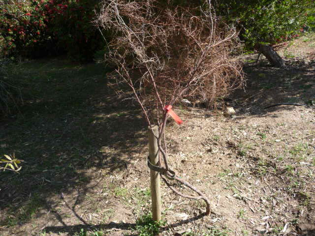 Acacia pulchella (Prickly Moses) (alternate view 5)