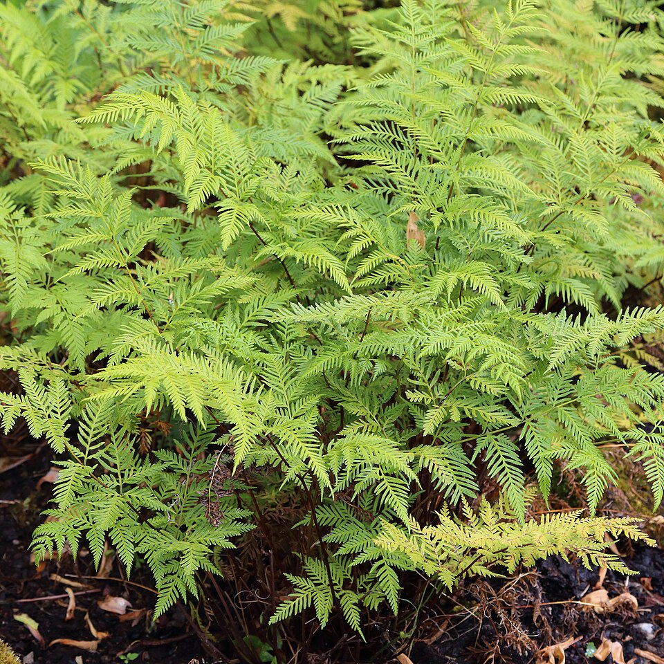 Pteris tremula (Shaking Brake) (alternate view 6)