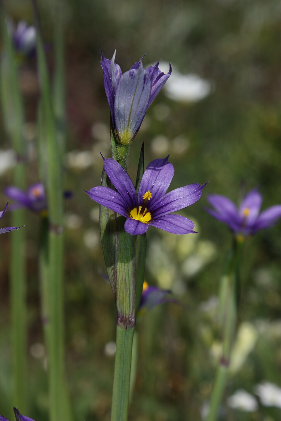 Sisyrinchium idahoense (Idaho Blue-eyed Grass) (alternate view 7)