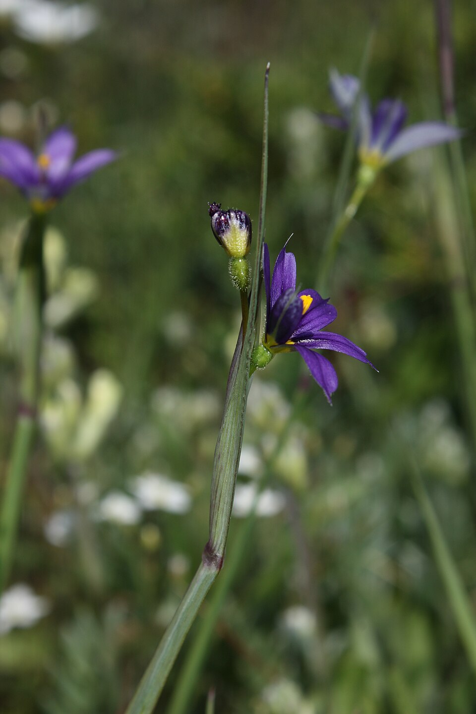 Sisyrinchium idahoense (Idaho Blue-eyed Grass) (alternate view 8)