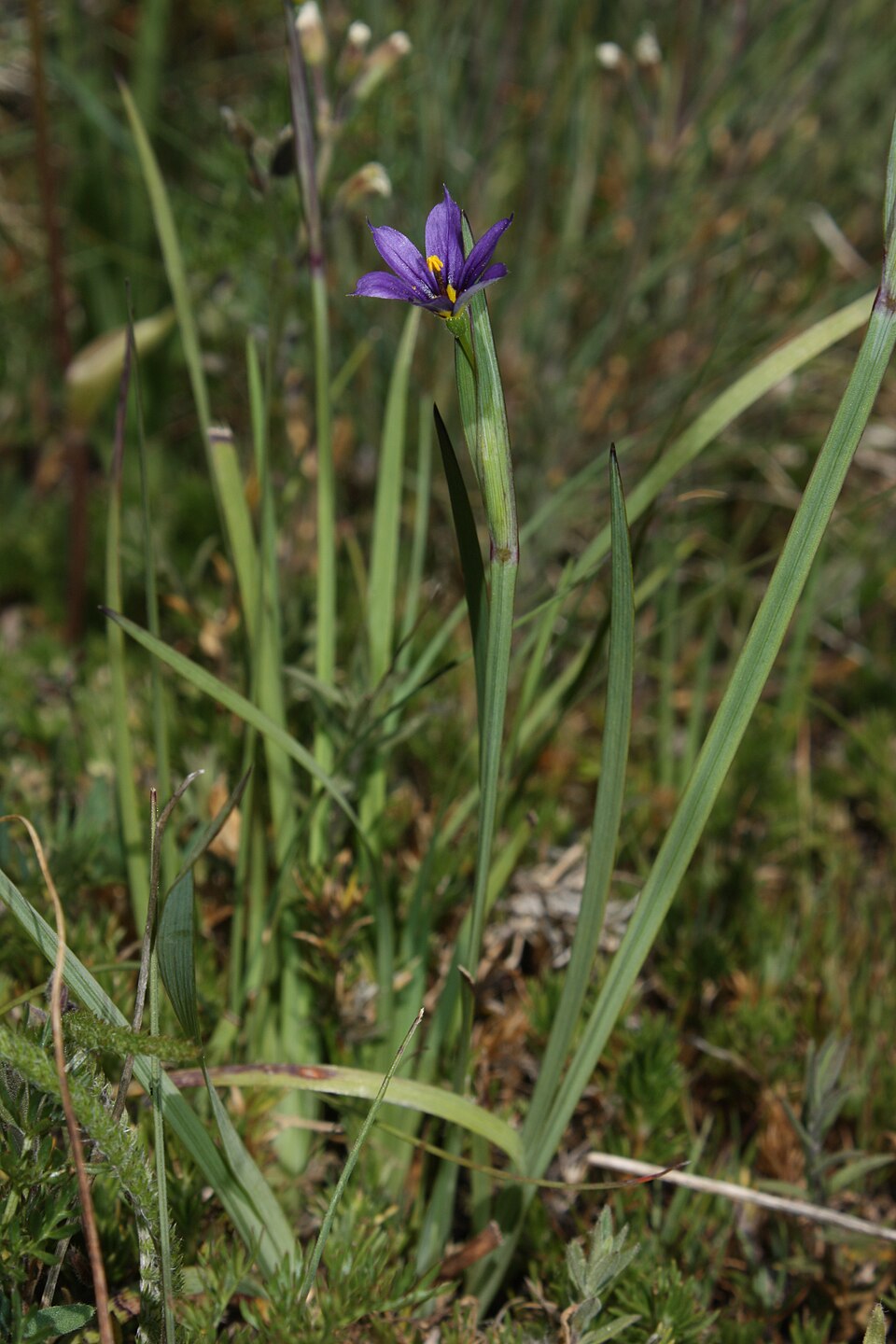 Sisyrinchium idahoense (Idaho Blue-eyed Grass) (alternate view 9)
