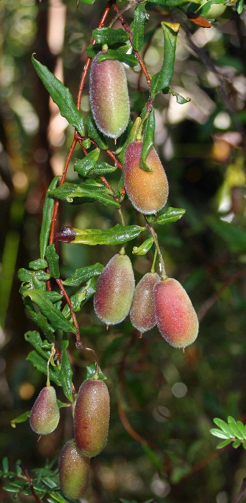 Billardiera scandens (Apple Berry) (alternate view 6)