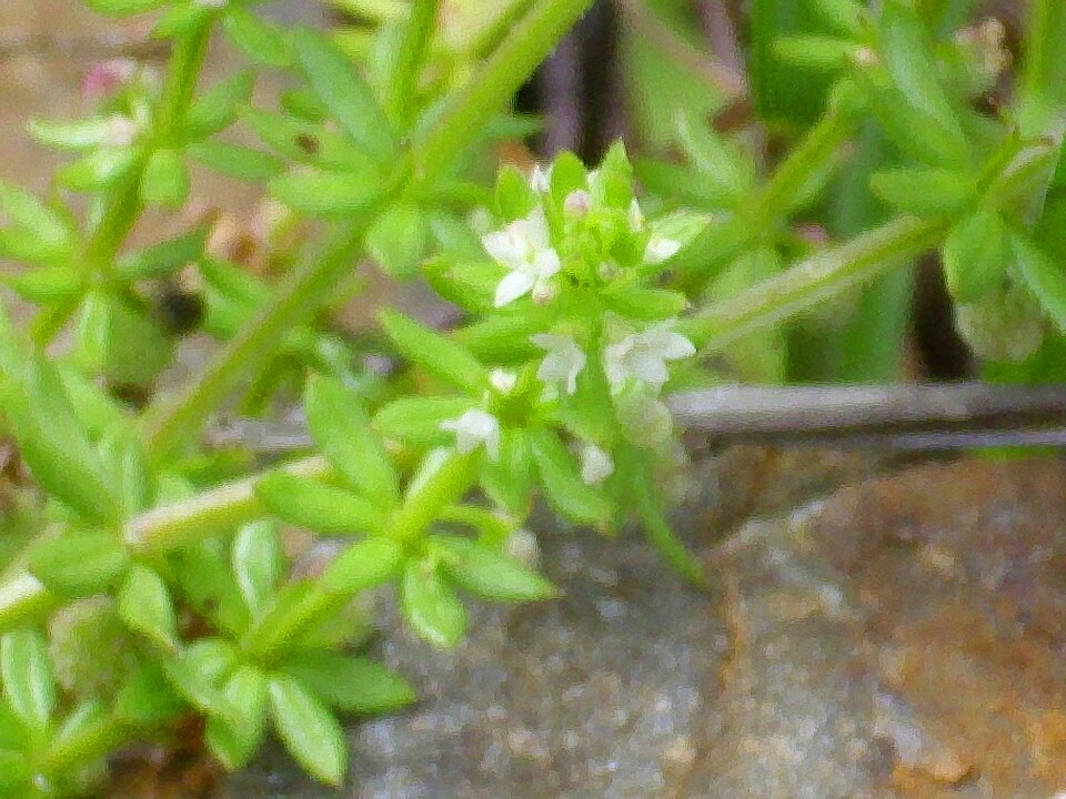 Galium saxatile (Heath Bedstraw)