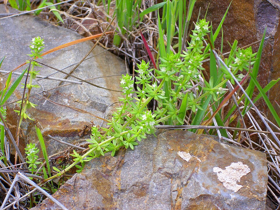 Galium saxatile (Heath Bedstraw)