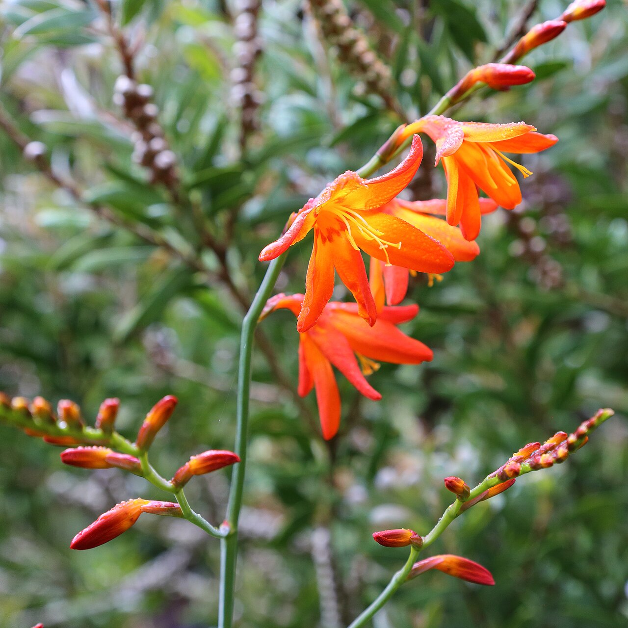 Crocosmia crocosmiiflora, Montbretia — clumping deciduous (Iridaceae) (image 9 of 10)