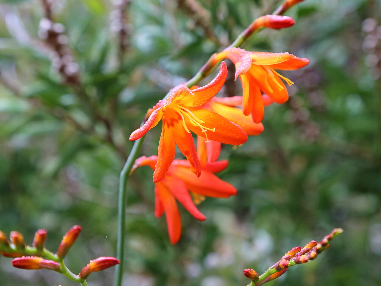 Crocosmia crocosmiiflora, Montbretia — clumping deciduous (Iridaceae) (image 10 of 10)