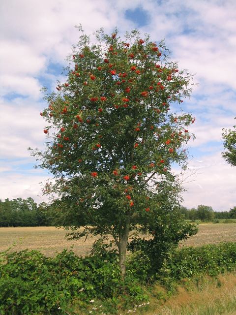 Sorbus aucuparia (European mountain ash) (alternate view 6)
