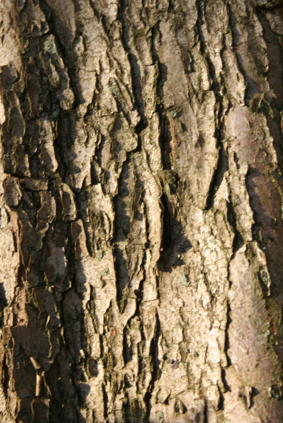 Crataegus laevigata (English Hawthorn) (alternate view 9)