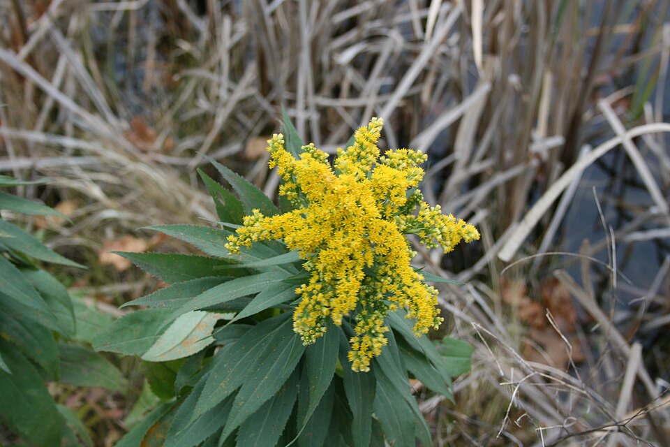 Solidago altissima (tall goldenrod)