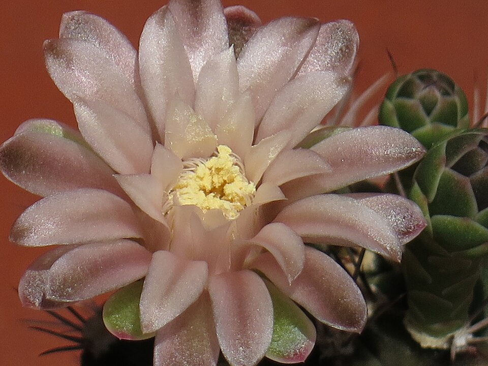 Gymnocalycium mihanovichii (Moon Cactus) (alternate view 4)