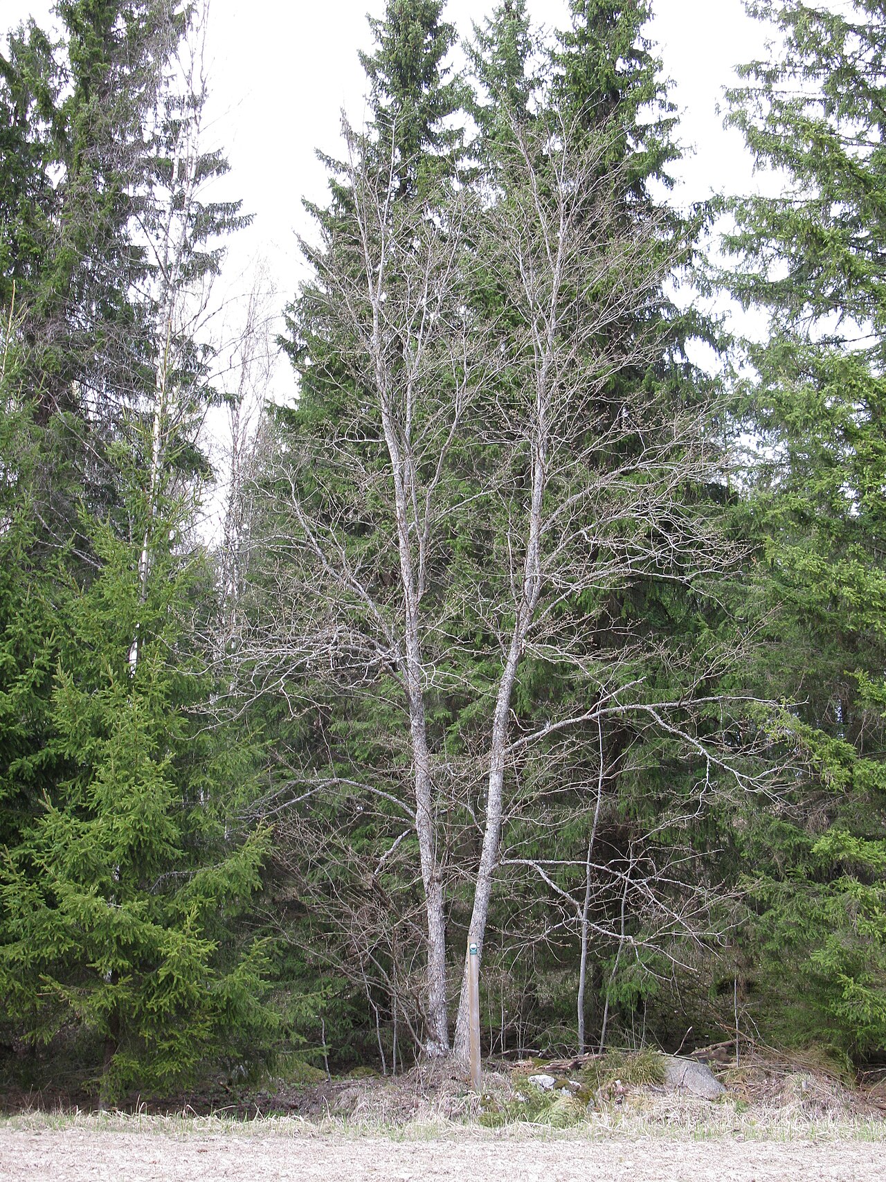 Ulmus glabra, Wych elm — spreading deciduous (Ulmaceae) (image 7 of 8)
