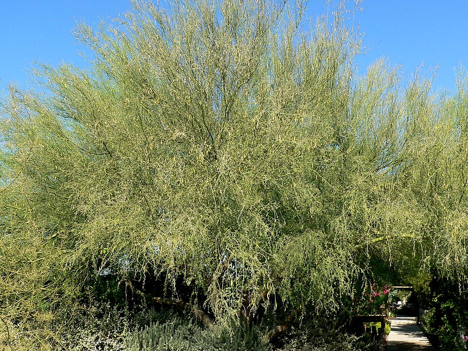 Parkinsonia florida (blue palo verde) (alternate view 9)