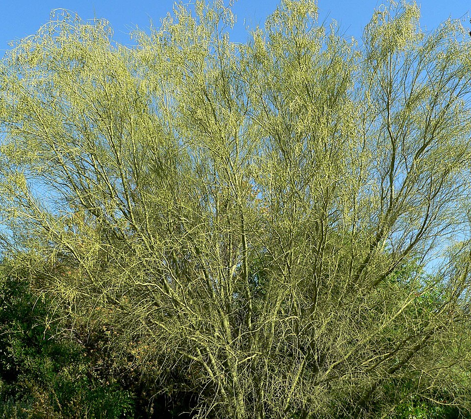 Parkinsonia microphylla (little-leaved palo verde) (alternate view 6)