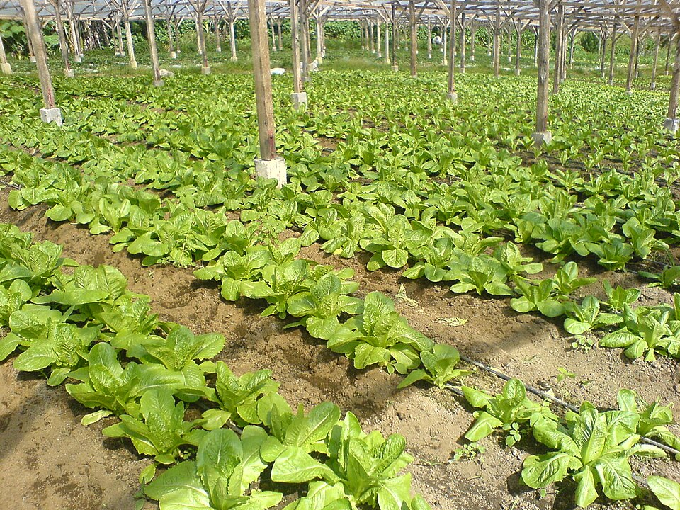 Lactuca sativa var. longifolia (Romaine Lettuce) (alternate view 3)