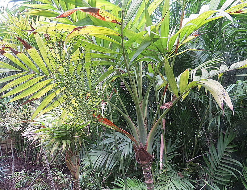 Chamaedorea elegans (Parlor Palm) (alternate view 8)