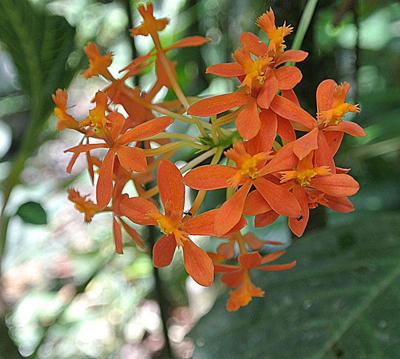 Epidendrum ibaguense (Reed Orchid) (alternate view 7)