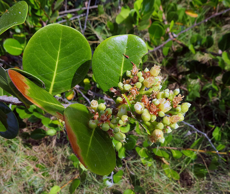 Chrysobalanus icaco (Cocoplum) (alternate view 9)