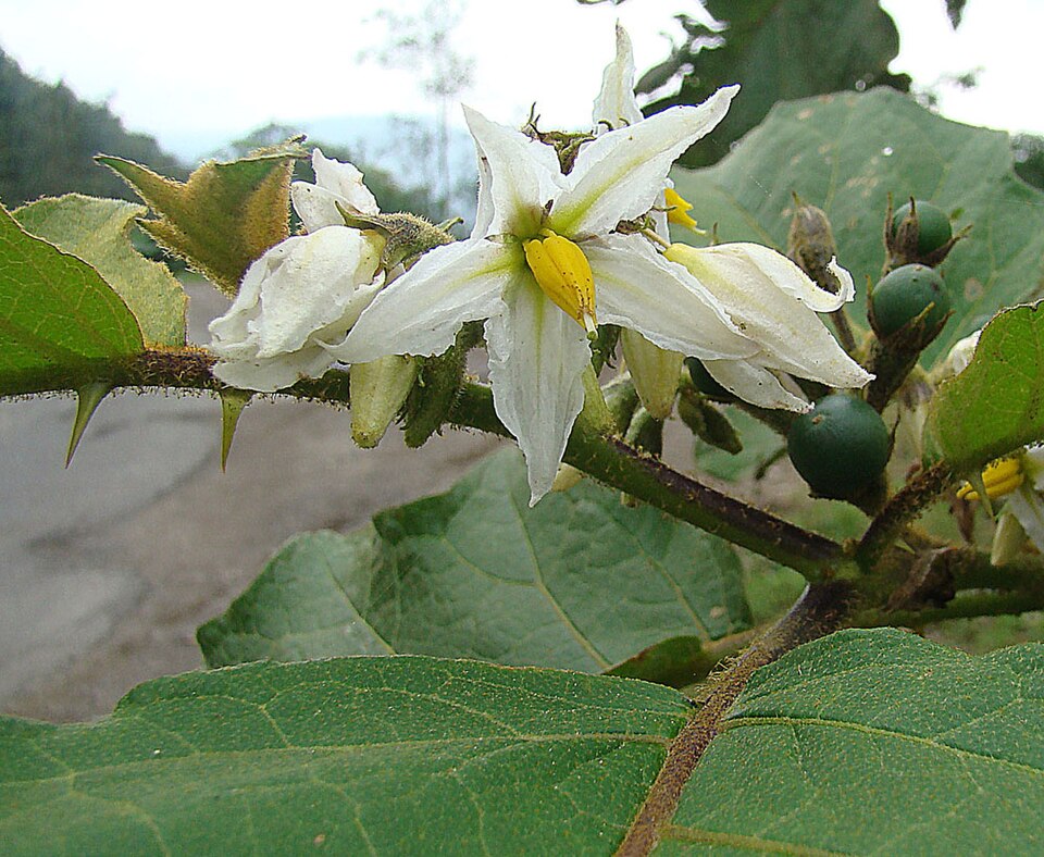 Solanum chrysotrichum (giant devil's-fig)